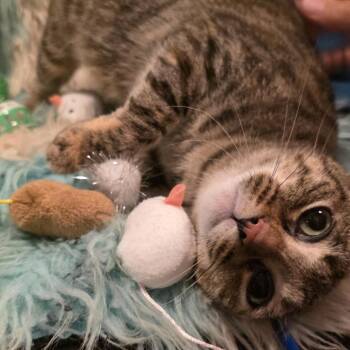Moon -  Domestic Short Hair Cat for Adoption in Glenfield, New York - Moon | PetCurious