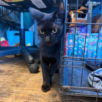 Ferb -  Domestic Short Hair Cat for Adoption in New York, New York - Ferb | PetCurious