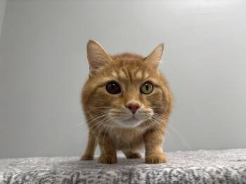 Rescue Domestic Short Hair Cats for Adoption in Frankfort, Indiana - Samuel | PetCurious