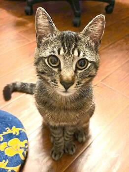 Tiger CP -  Domestic Short Hair Cat for Adoption in Los Angeles, California - Tiger CP | PetCurious