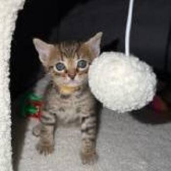 Rumi -  Domestic Short Hair Cat for Adoption in West Palm Beach, Florida - Rumi | PetCurious
