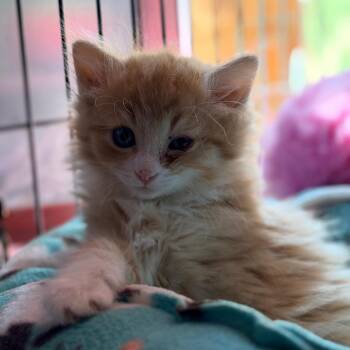 Isabella -  Domestic Medium Hair Cat Available for Adoption in Aldie, Virginia - Isabella | PetCurious