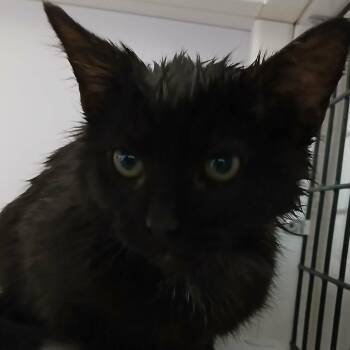 Boston -  Domestic Medium Hair Cat Available for Adoption in Las Cruces, New Mexico - Boston | PetCurious