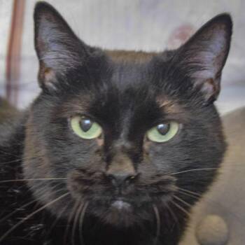 Bella -  Bombay and Domestic Short Hair Cat for Adoption in Huntley, Illinois - Bella | PetCurious