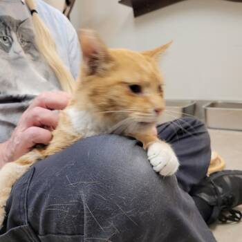 Willie -  Domestic Short Hair Cat for Adoption in Las Vegas, Nevada - Willie | PetCurious