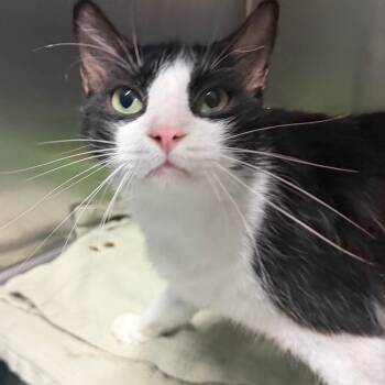 Panda Bear -  Domestic Medium Hair Cat for Adoption in Lakeland, Florida - Panda Bear | PetCurious