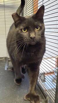 Saffron -  Domestic Short Hair Cat for Adoption in Columbus, Nebraska - Saffron | PetCurious