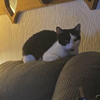 Sally -  American Shorthair Cat for Adoption in Mount Vernon, Arkansas - Sally | PetCurious