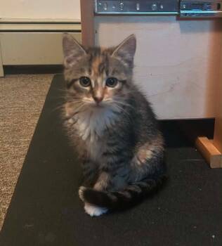 Domestic Long Hair Cats Available for Adoption in Gorham, Maine - Fancy Feast | PetCurious
