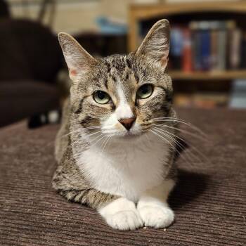 Princess Leia (mom) JP -  Domestic Short Hair Cat for Adoption in Austin, Texas - Princess Leia (mom) JP | PetCurious