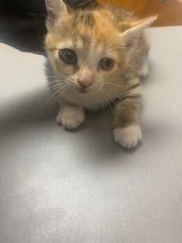 PIXIE -  Domestic Short Hair Cat for Adoption in St. Cloud, Florida - PIXIE | PetCurious