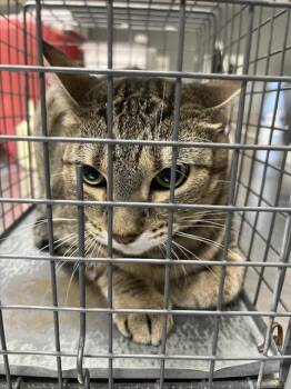 MARYBERRY -  Domestic Short Hair Cat for Adoption in Las Vegas, Nevada - MARYBERRY | PetCurious