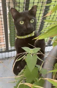 Bombay and Domestic Short Hair Cats Available for Adoption in Houston, Texas - Magic (Belly Rub PURRince) | PetCurious