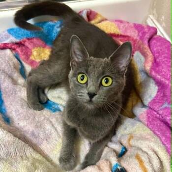 Queenie Bee LaGiglia -  Domestic Short Hair Cat for Adoption in Eagle Mountain, Utah - Queenie Bee LaGiglia | PetCurious