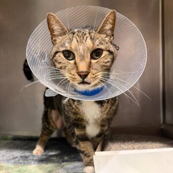 Thor -  Domestic Short Hair Cat for Adoption in Tampa, Florida - Thor | PetCurious