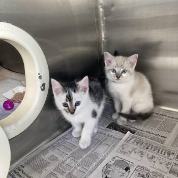 Domestic Short Hair Cats Available for Adoption - Forest | PetCurious