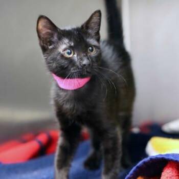 Domestic Short Hair Cats Available for Adoption in Atlanta, Georgia - Twilight | PetCurious