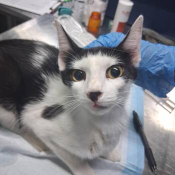 Montana @ Dorchester Rd. PetSmart -  Domestic Short Hair Cat for Adoption in Summerville, South Carolina - Montana @ Dorchester Rd. PetSmart | PetCurious