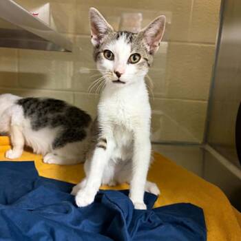 Stripes -  Domestic Short Hair Cat for Adoption in Concord, North Carolina - Stripes | PetCurious