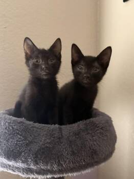 Leo Wolf -  Domestic Short Hair Cat for Adoption in Chandler, Arizona - Leo Wolf | PetCurious