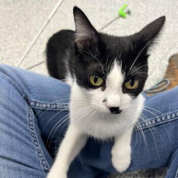 Ripley -  Domestic Short Hair Cat for Adoption in Monticello, Iowa - Ripley | PetCurious