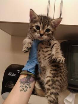 Hawthorn -  Domestic Short Hair Cat for Adoption in Palm Coast, Florida - Hawthorn | PetCurious