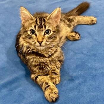 Rescue Domestic Short Hair Cats for Adoption in Los Angeles, California - Asher | PetCurious