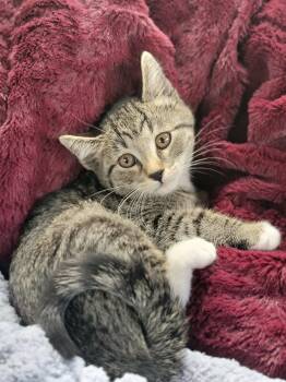 Gena -  Domestic Short Hair Cat for Adoption in New Washoe City, Nevada - Gena | PetCurious