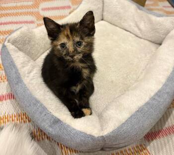 Tyra Banks -  Domestic Short Hair Cat for Adoption in Homer Glen, Illinois - Tyra Banks | PetCurious