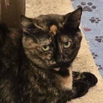 Pearl 3 -  Domestic Short Hair Cat for Adoption in Cumming, Georgia - Pearl 3 | PetCurious