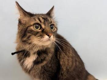 Etta James -  Domestic Medium Hair and Domestic Short Hair Cat for Adoption in Woodbury, Minnesota - Etta James | PetCurious
