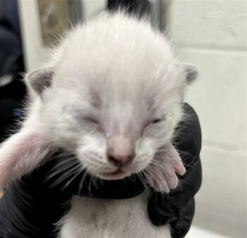 A271486 -  Siamese and Domestic Short Hair Cat for Adoption in Chula Vista, California - A271486 | PetCurious