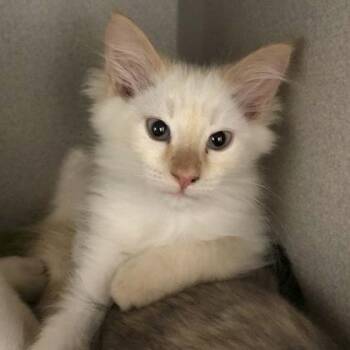 Arista -  Siamese Cat for Adoption in Sacramento, California - Arista | PetCurious