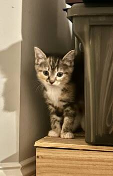 Domestic Short Hair Cats Available for Adoption in Pittsboro, North Carolina - Chicken | PetCurious