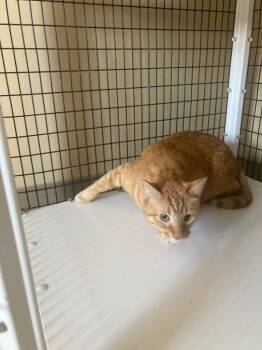 Orange  Cat -  Domestic Medium Hair Cat for Adoption in Green River, Wyoming - Orange  Cat | PetCurious