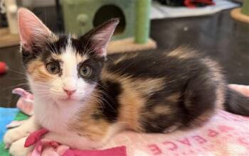 CINDERELLA -  Domestic Short Hair Cat for Adoption in Sacramento, California - CINDERELLA | PetCurious