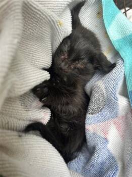 Domestic Short Hair Cats Available for Adoption in San Antonio, Texas - NERO | PetCurious