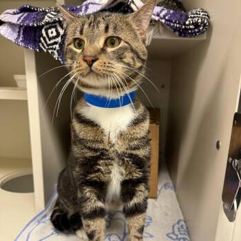 Milo -  Domestic Short Hair Cat for Adoption in Fairport, New York - Milo | PetCurious