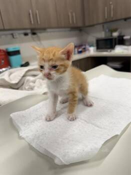 ATOM -  Domestic Short Hair Cat for Adoption in Baytown, Texas - ATOM | PetCurious