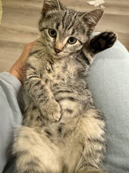 Rescue Domestic Short Hair Cats for Adoption in Denver, Colorado - Fawn | PetCurious