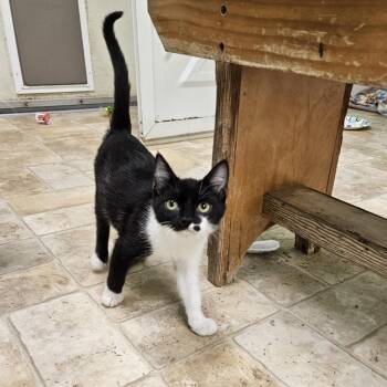 Arabella -  Domestic Short Hair Cat for Adoption in Monroe, Louisiana - Arabella | PetCurious