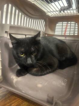 Six -  Domestic Short Hair Cat for Adoption in Fruit Heights, Utah - Six | PetCurious