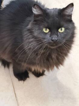 Rescue Norwegian Forest Cat Cats for Adoption in Howey-in-the-hills, Florida - Onyx | PetCurious