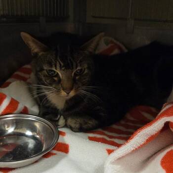 Domestic Short Hair Cats Available for Adoption - Malibu | PetCurious