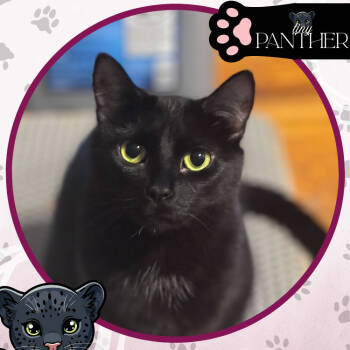 Rescue Domestic Short Hair Cats for Adoption in Toms River, New Jersey - Gertie | PetCurious