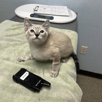 Noodles -  Domestic Short Hair Cat for Adoption in Riverside, California - Noodles | PetCurious