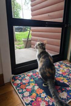 Calico Cats Available for Adoption in Gun Barrel City, Texas - Reese | PetCurious