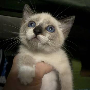 Meridoc -  Siamese and Domestic Short Hair Cat for Adoption in Buffalo, Minnesota - Meridoc | PetCurious