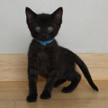 Domestic Short Hair Cats Available for Adoption in Minnetonka, Minnesota - Caramel C69431 | PetCurious