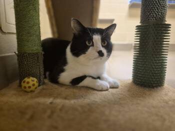 Samson -  Domestic Short Hair Cat for Adoption in Schertz, Texas - Samson | PetCurious